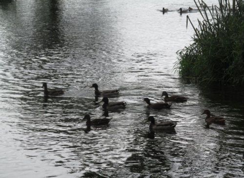 Denford river scene