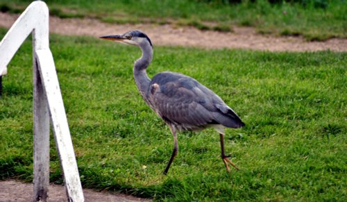 Heron at Uppermill