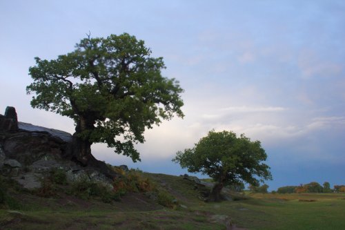 Bradgate Park