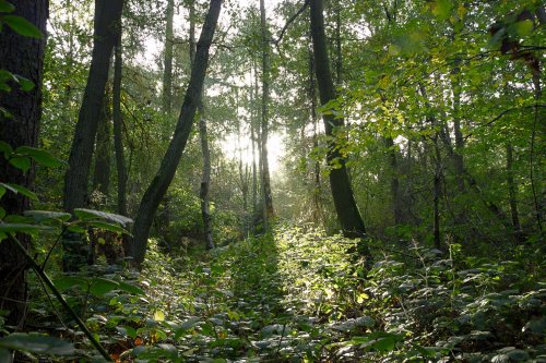 Hartshill Hayes