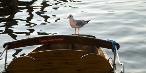 An Ambleside bird hitching a ride