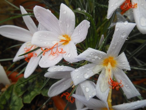 Flowers, Kew Gardens