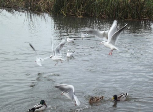 Denford river scene