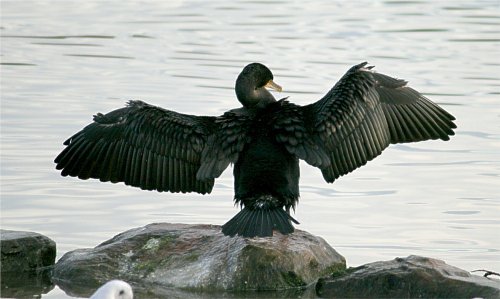 Cormorant.