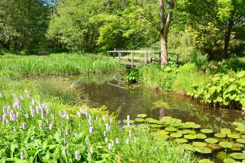 Summer in the Water Garden