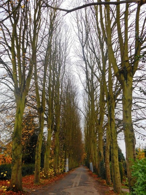 Lime Tree Avenue