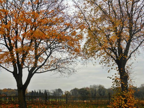 Trees in Autumn, Cawston