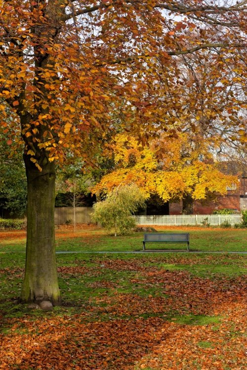 Autumn Trees, Cottingham