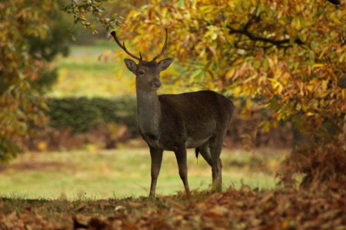 Bradgate Park