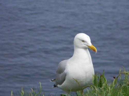 One of the many birds around Port Isaac's cliffs