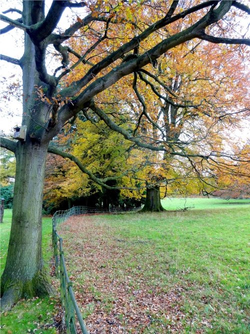 Nidd Parkland in Autumn.