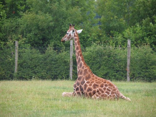 Marwell Zoo