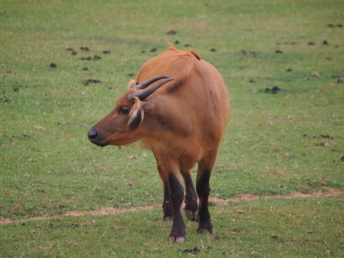 Marwell Zoo