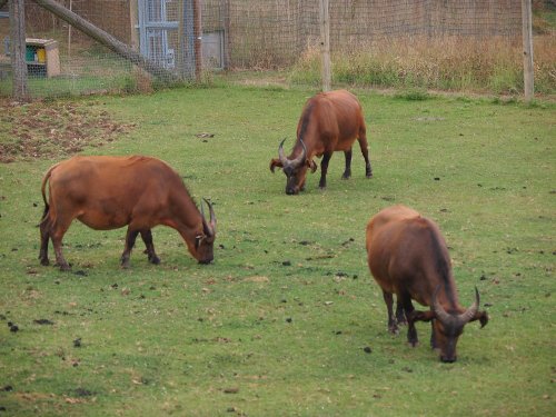 Marwell Zoo