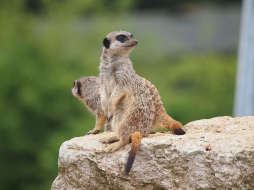 Marwell Zoo