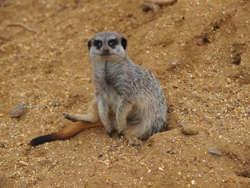 Marwell Zoo