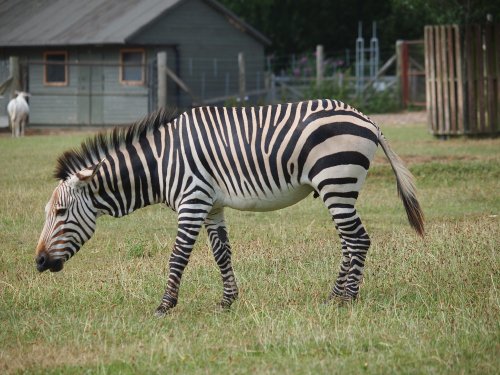 Marwell Zoo