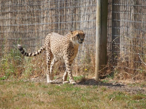 Marwell Zoo