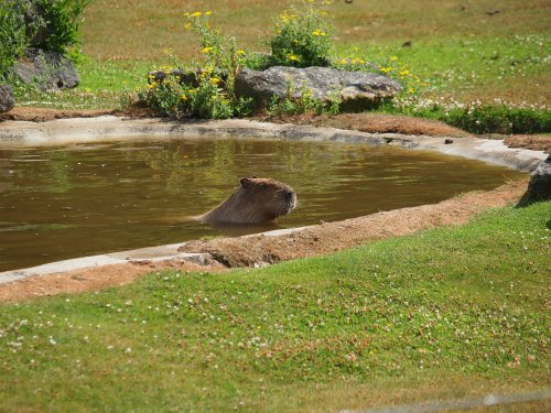 Marwell Zoo