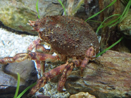 National Marine Aquarium, Plymouth