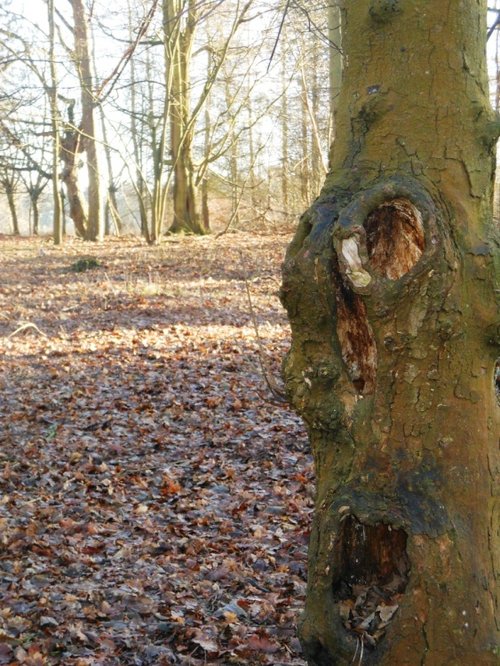 Coombe Abbey Country Park