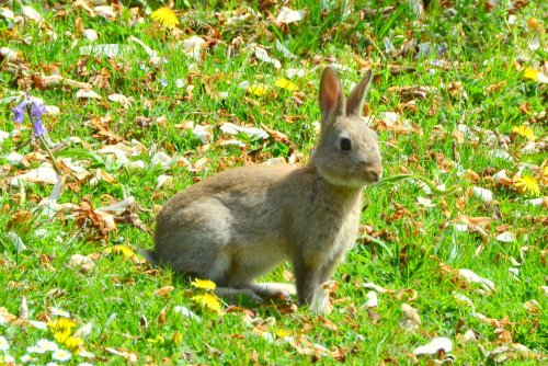 Posing rabbit