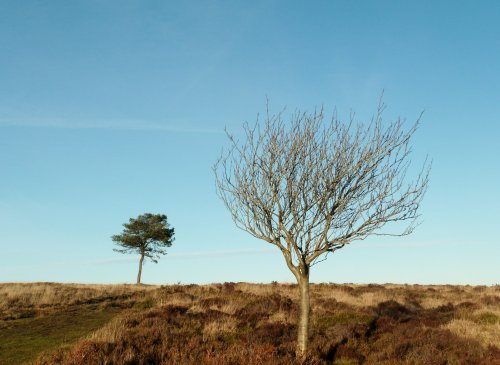 Quantock Hills