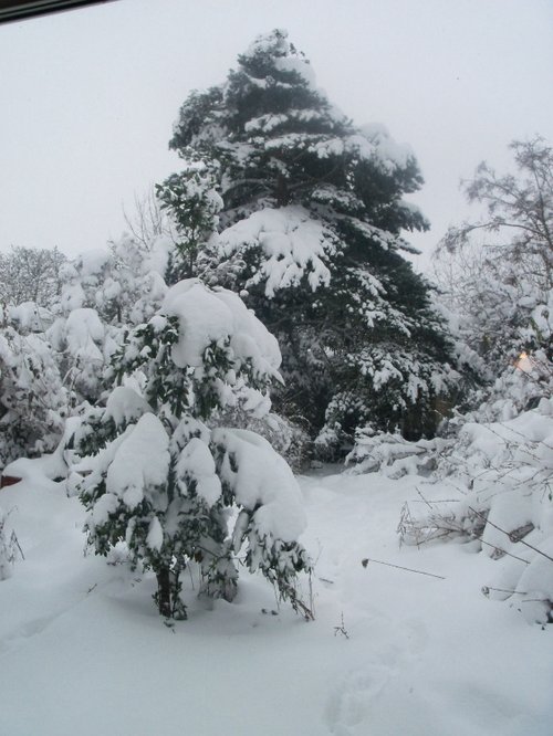 Snow covered trees