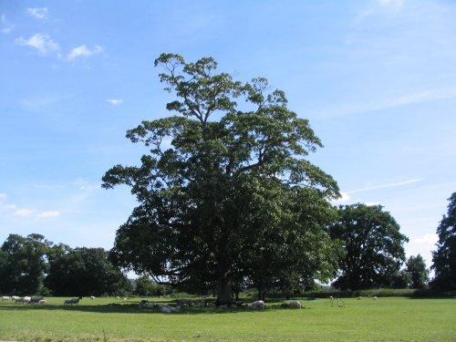 Lacock Abbey Grounds (4) - July, 2008