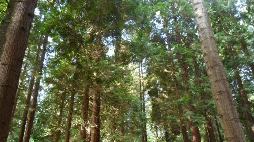 Tall Trees, Virginia Water Lake Surrey.