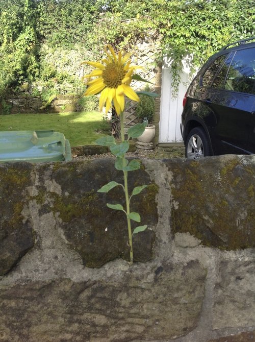Maybe proof that Sunflowers can grow anywhere