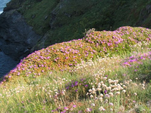 Lizard Point Wildflowers June 2003