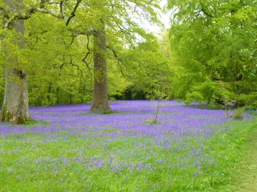 Enys garden, nr Penryn, Cornwall