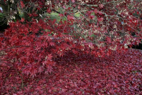 Autumn Reds