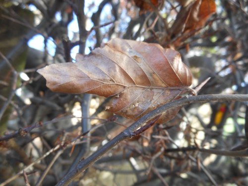 Leaf in Winter, Bilton