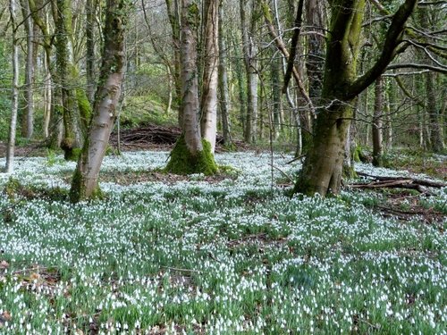 Otterhead lakes