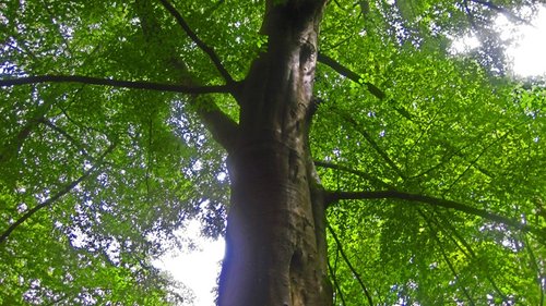 'TreeAffinity' - Signs of Summer