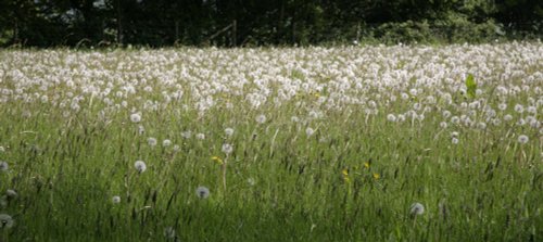 Emmetts Meadows