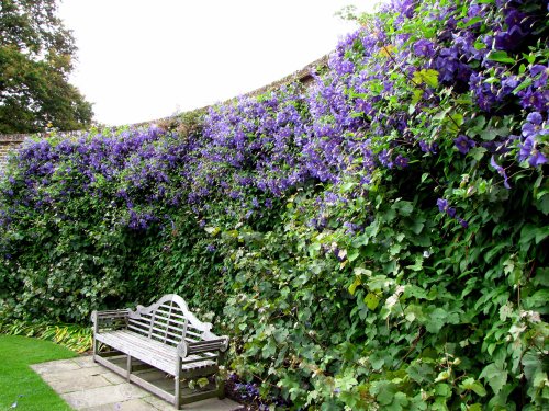 A floral wall