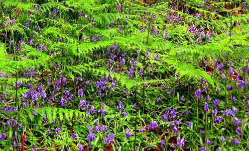 Carpet of bluebells