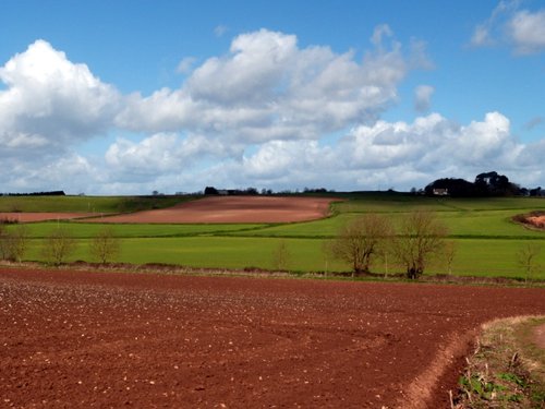 Ladram Bay