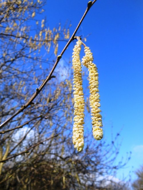 Catkins, Cawston