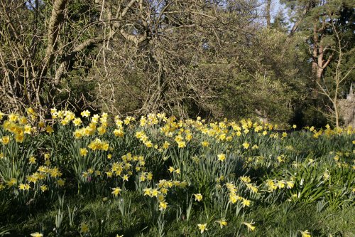 Woodland Spring at Nymans