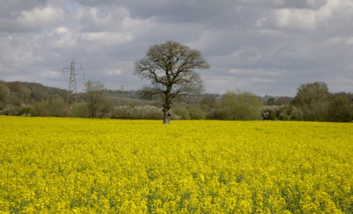 Rape fields