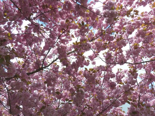 Cherry Blossoms in Greenwich Park