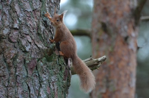 Red Squirrel, Brownsea Island