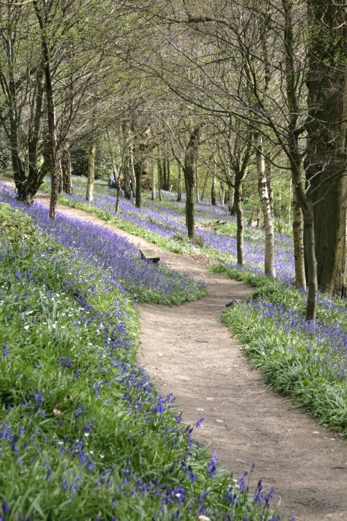 Blubell Path