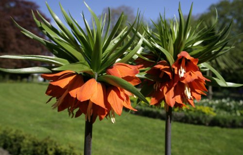 Orange at Peckham Rye Park