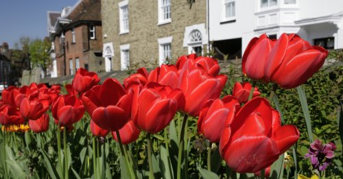 Church Reds