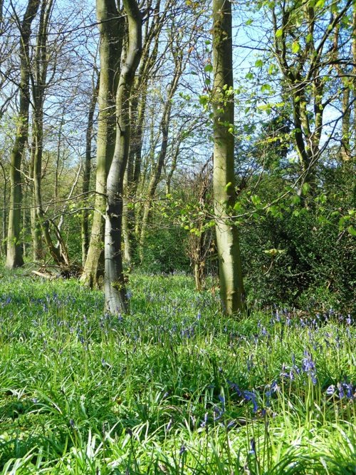 Bluebells, Cawston Woods